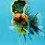 A Grade Ink Tiger Oranda Male 5-5.5 inches #050925OR_49