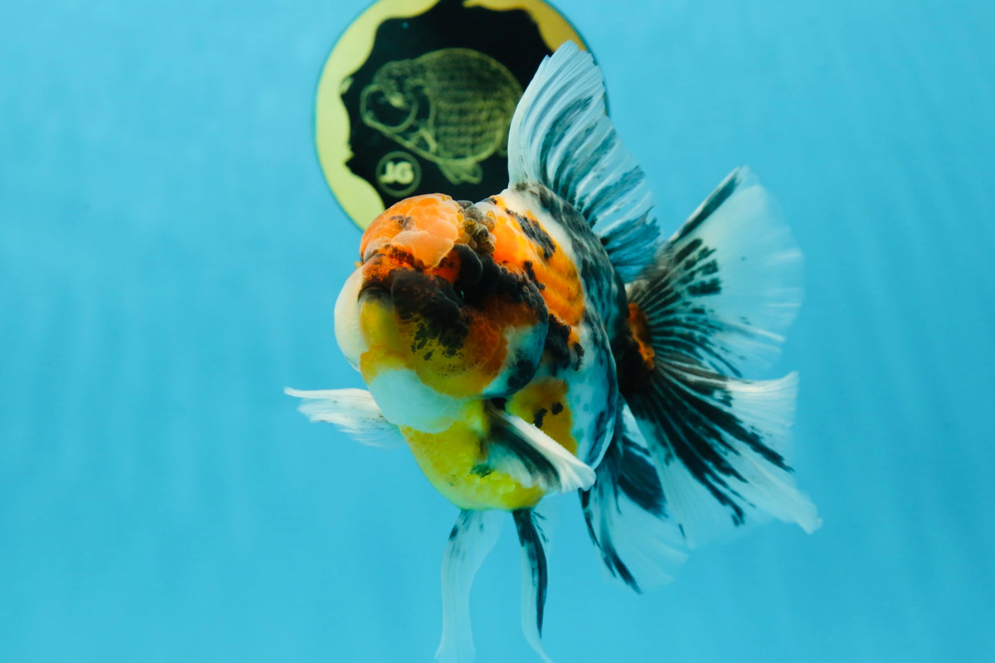 A Grade Ink Tiger Oranda Male 5-5.5 inches #050925OR_49