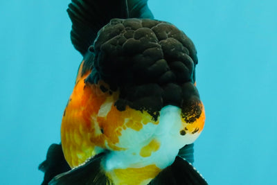 BATMAN Apache Oranda Male 5 inches #050826OR_03