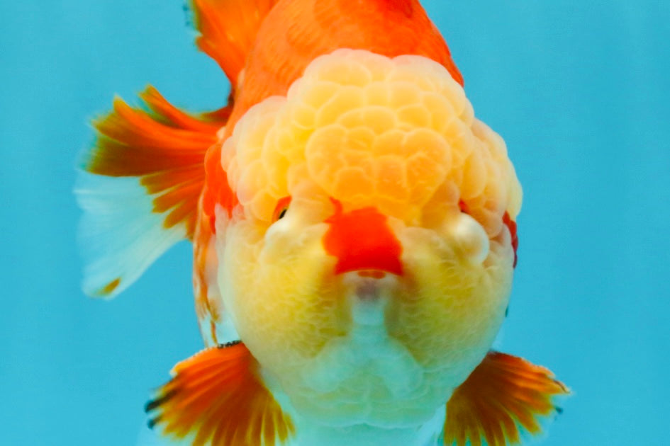 SUPER CUTE AAA Grade Godzilla Red White Yuanbao Male 6 inches #022726YB_02