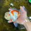AAA Grade ADORABLE Sakura Oranda Male 6-6.5 inches #091925OR_14