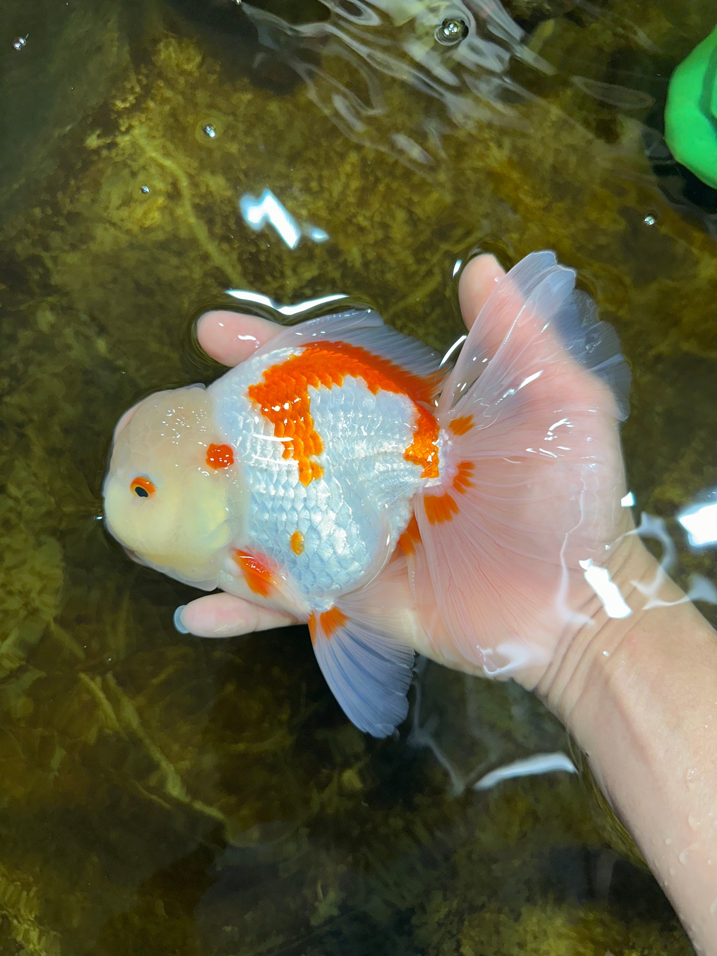 AAA Grade ADORABLE Sakura Oranda Male 6-6.5 inches #091925OR_14