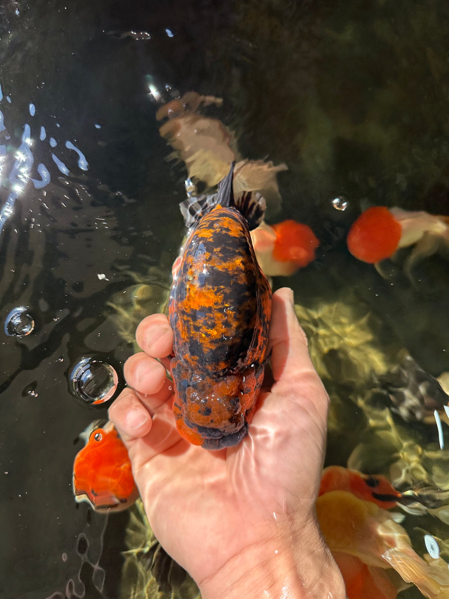 AAA Grade Tiger LionKing 5 inches #052325LC_18