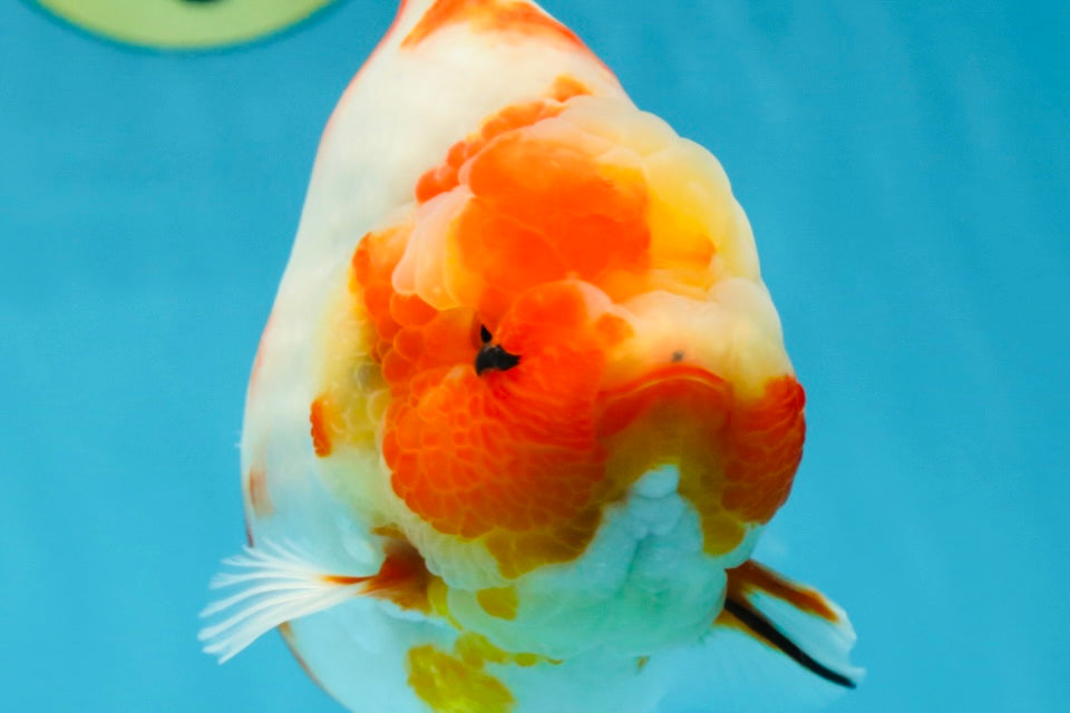 A Grade Kohaku Sakura Yuanbao Male 5.5 inches #052325YB_25