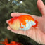 CHUBBY A Grade Red White LionQueen Female 4 inches #042426LC_20