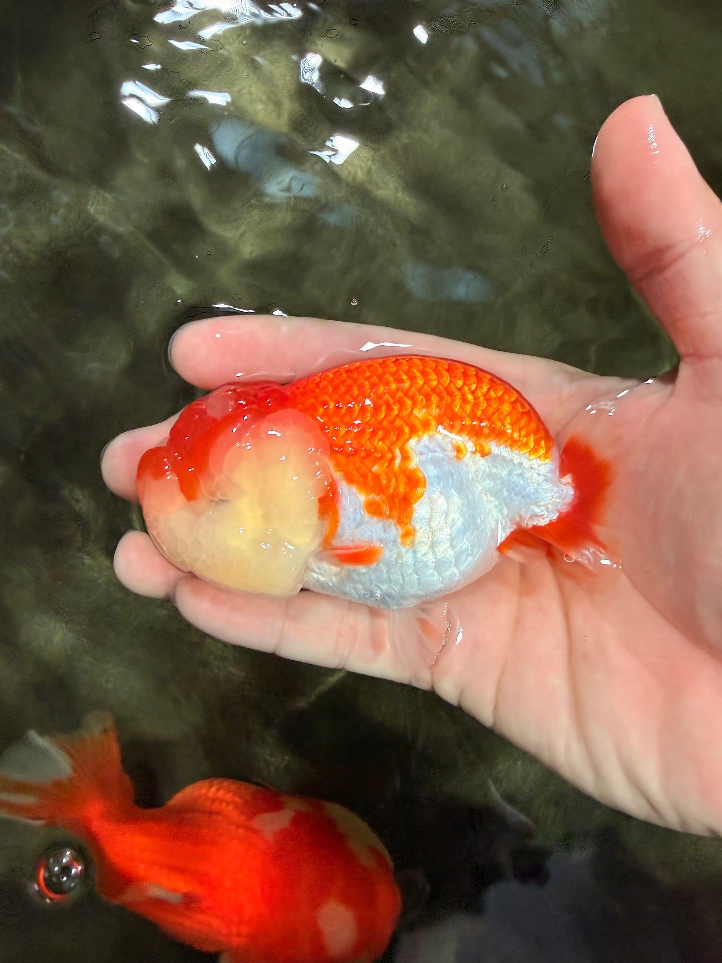 CHUBBY A Grade Red White LionQueen Female 4 inches #042426LC_20