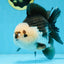 AAA Grade CHONKY Panda Button Eyes Yuanbao Male 6-6.5 inches #100325YB_01