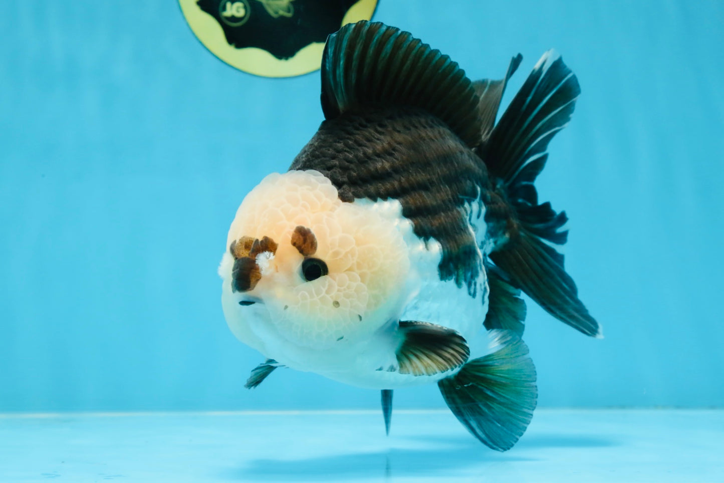 AAA Grade CHONKY Panda Button Eyes Yuanbao Male 6-6.5 inches #100325YB_01