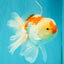 A Grade Red White Oranda Male 5.5-6 inches #082126OR_04