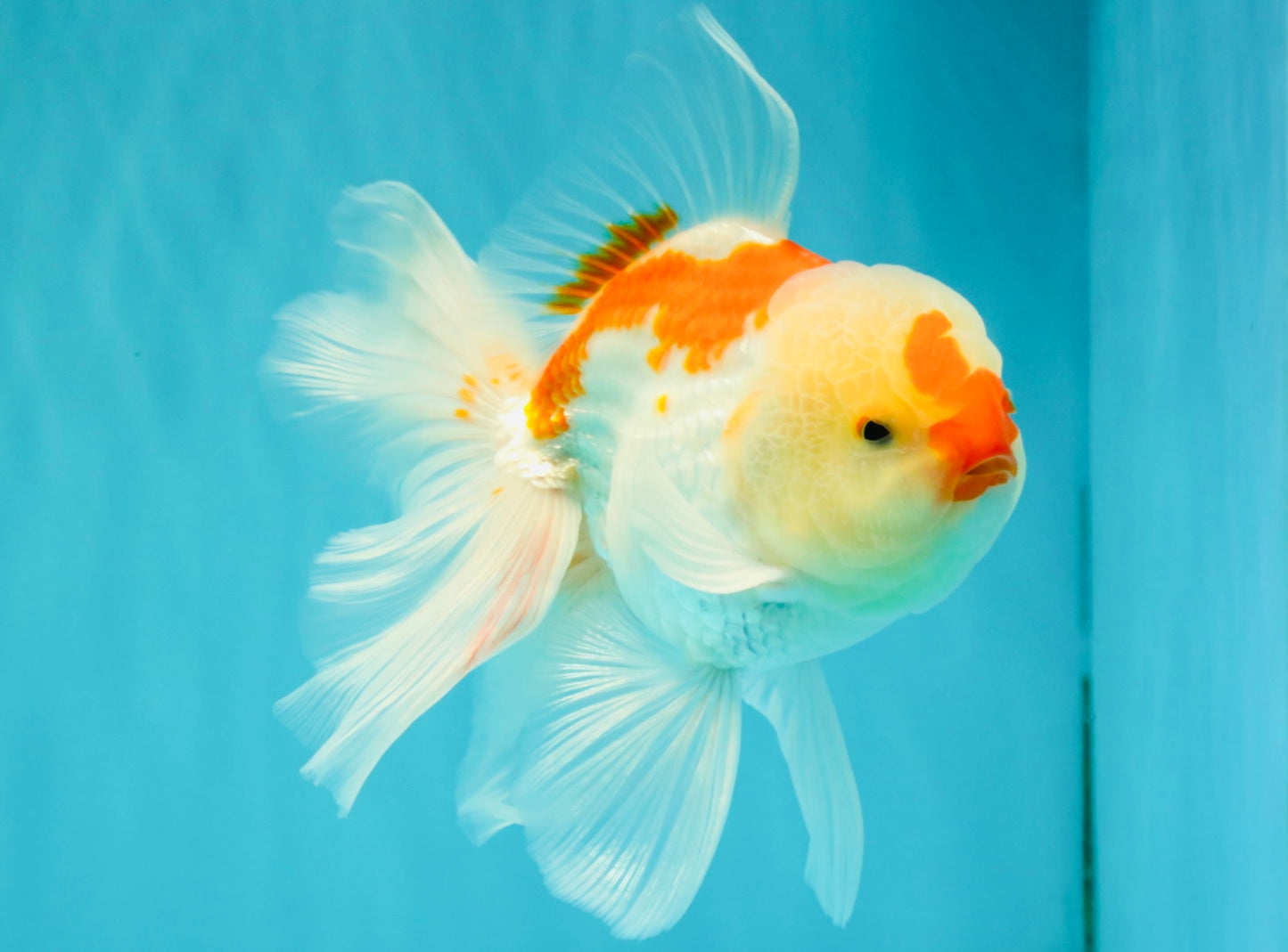 A Grade Red White Oranda Male 5.5-6 inches #082126OR_04