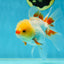 A Grade Red White Oranda Female 5 inches #050925OR_36