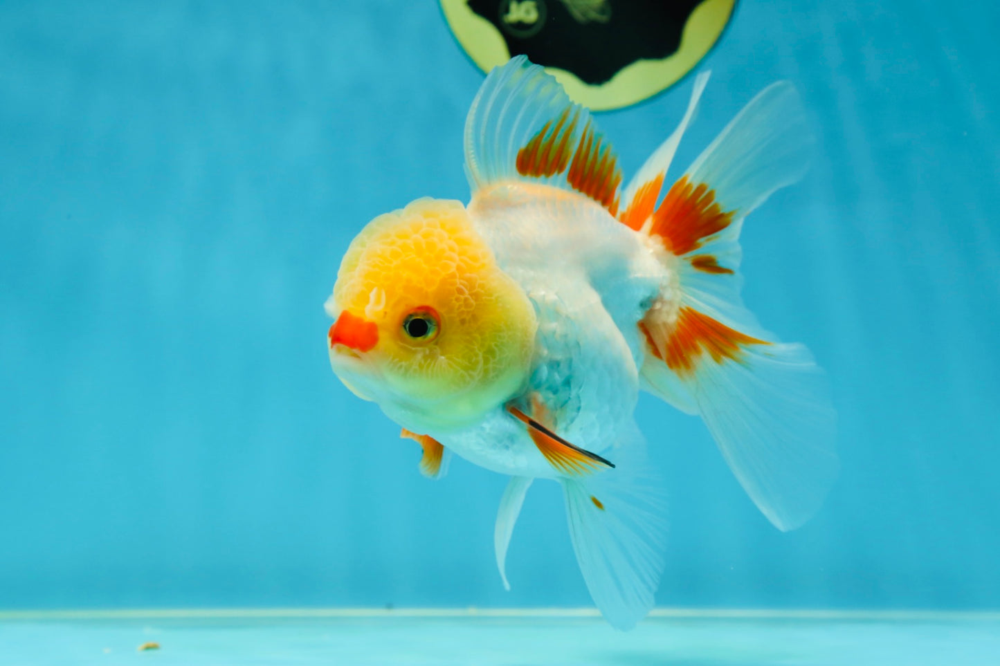 A Grade Red White Oranda Female 5 inches #050925OR_36