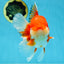 AAA Grade Red White Oranda Male 6 inches #080125OR_12