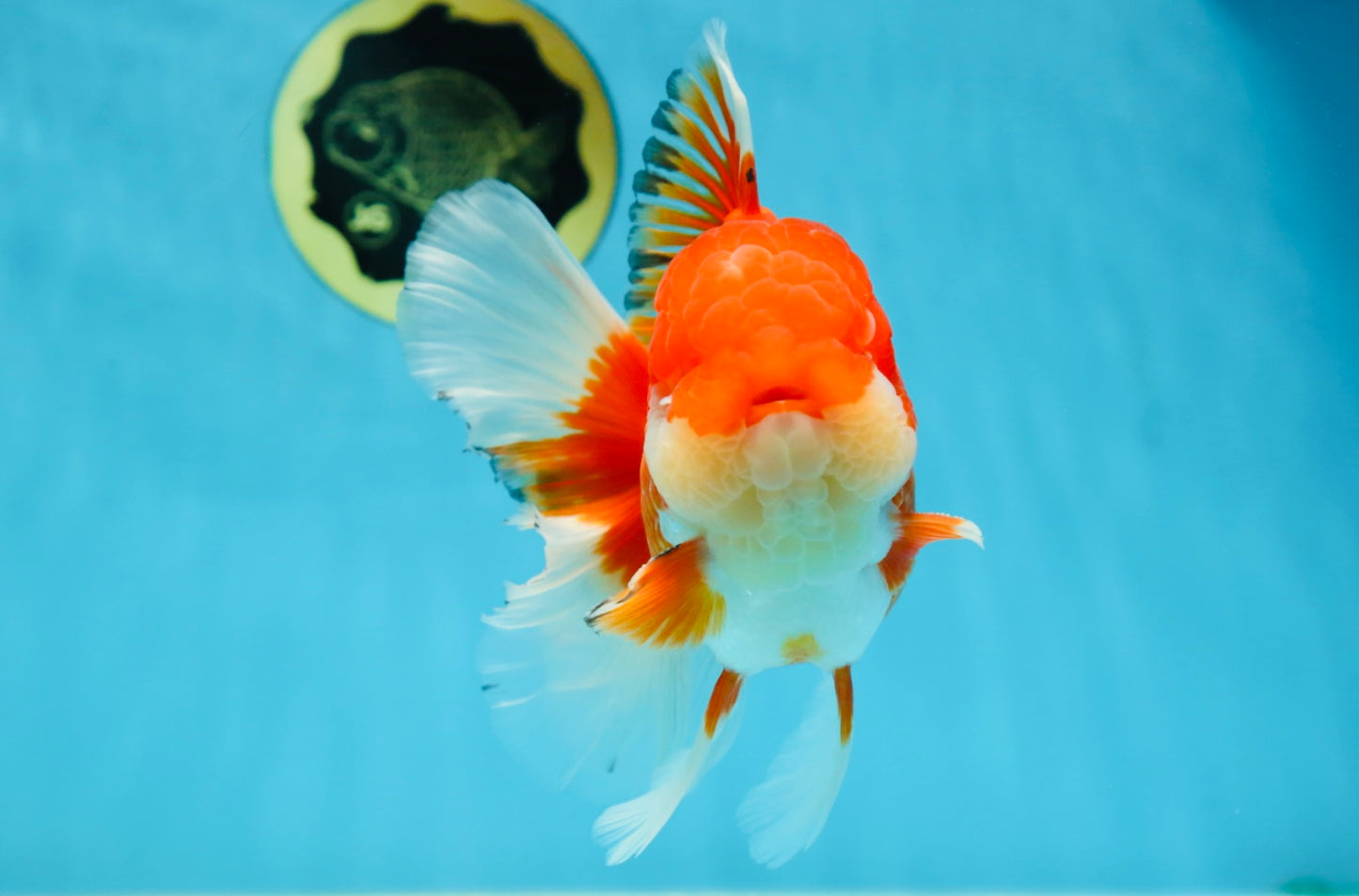 AAA Grade Red White Oranda Male 6 inches #080125OR_12