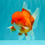 CHONKY AAA Grade Red White Oranda Male 4.5-5 inches #062626OR_37