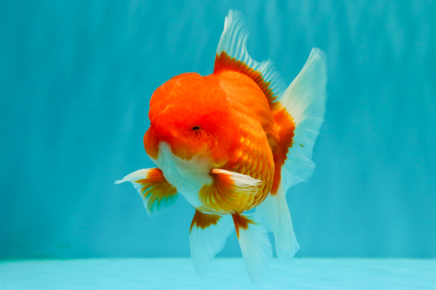 CHONKY AAA Grade Red White Oranda Male 4.5-5 inches #062626OR_37