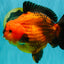 CHARLIE AAA Grade Apache Yuanbao Male 6.5 inches #071726YB_14
