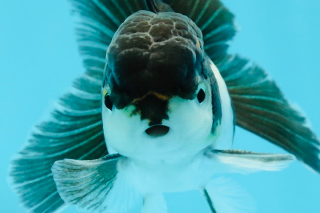 Panda Oranda Male 3-3.5 inches #1004OR_30