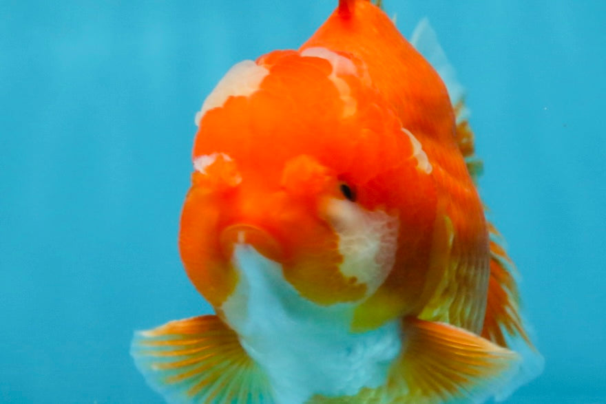 AAA Grade Red White Yuanbao Male 4.5 inches #103125YB_04