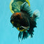 CHONKY A Grade Kirin Oranda Male 6.5-7 inches #071026OR_34