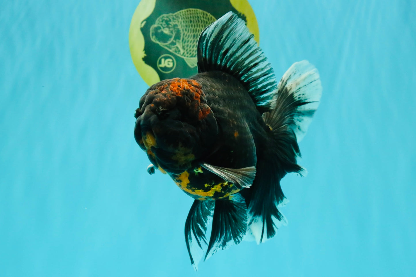 CHONKY A Grade Kirin Oranda Male 6.5-7 inches #071026OR_34