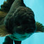 A Grade Black Oranda Male 5-5.5 inches #101626OR_02