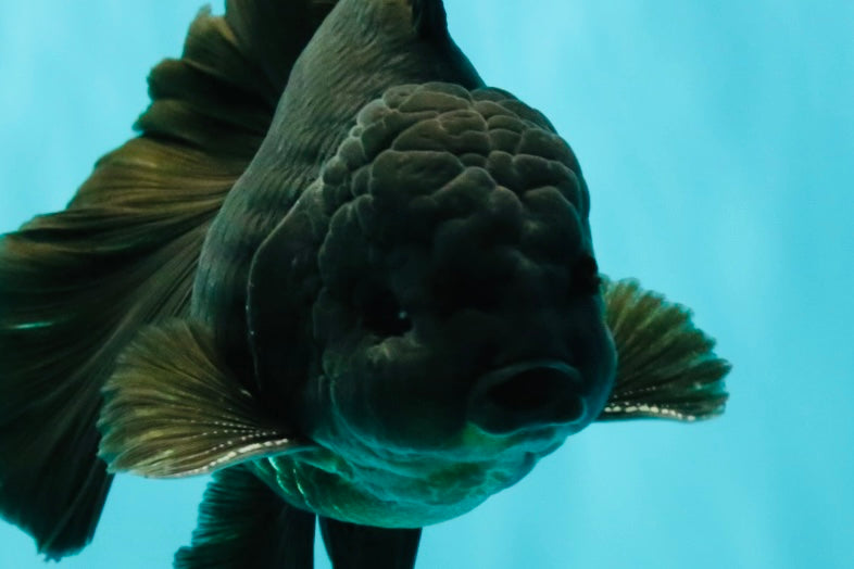 A Grade Black Oranda Male 5-5.5 inches #101626OR_02