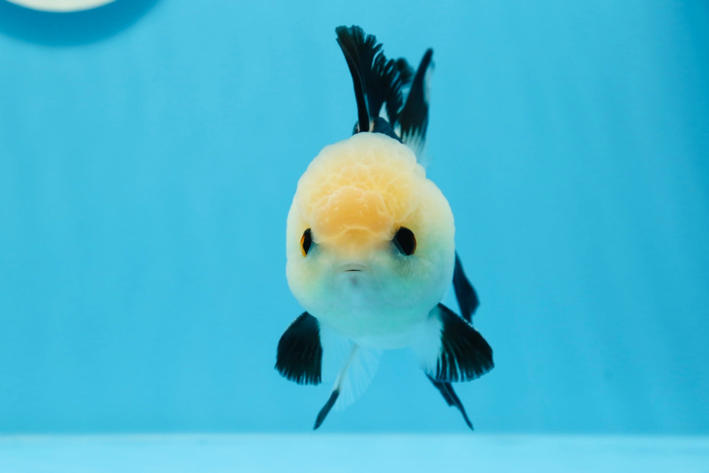 A Grade Tricolor Button Eyes Oranda Male 4.5 inches #0830OR_23