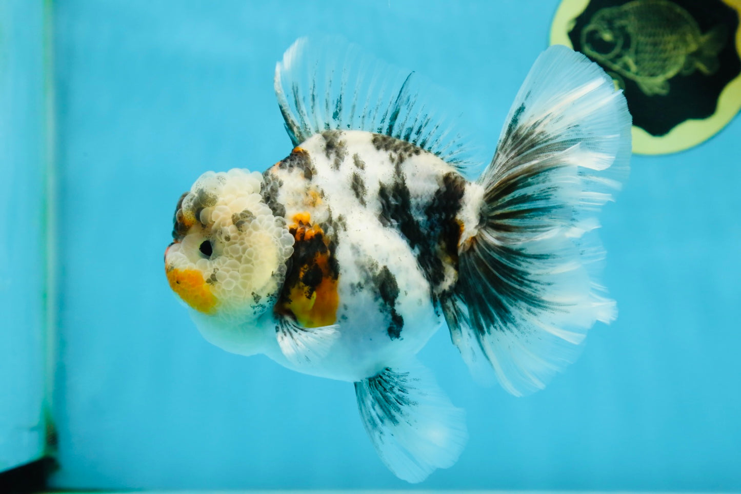 AAA Grade RARE White Tiger Oranda Female 5.5 inches #051625OR_15