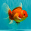 A Grade Red White Oranda Male 6 inches #071726OR_25