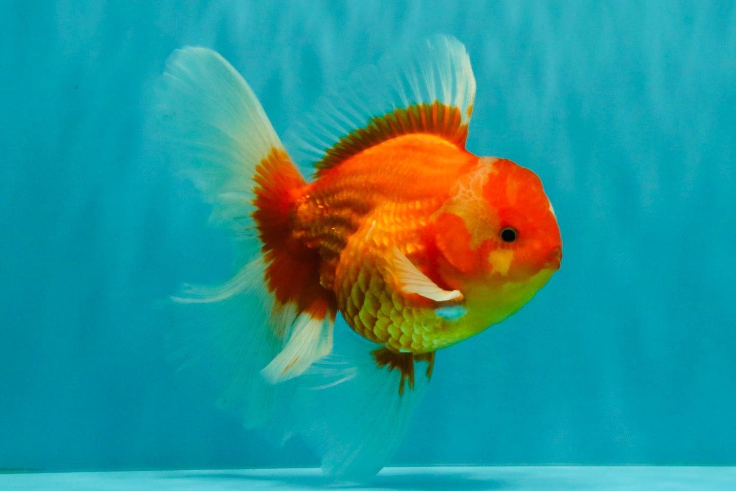A Grade Red White Oranda Male 6 inches #071726OR_25