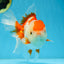 A Grade SUPER CUTE Red White Oranda Female 6 inches #082925OR_10