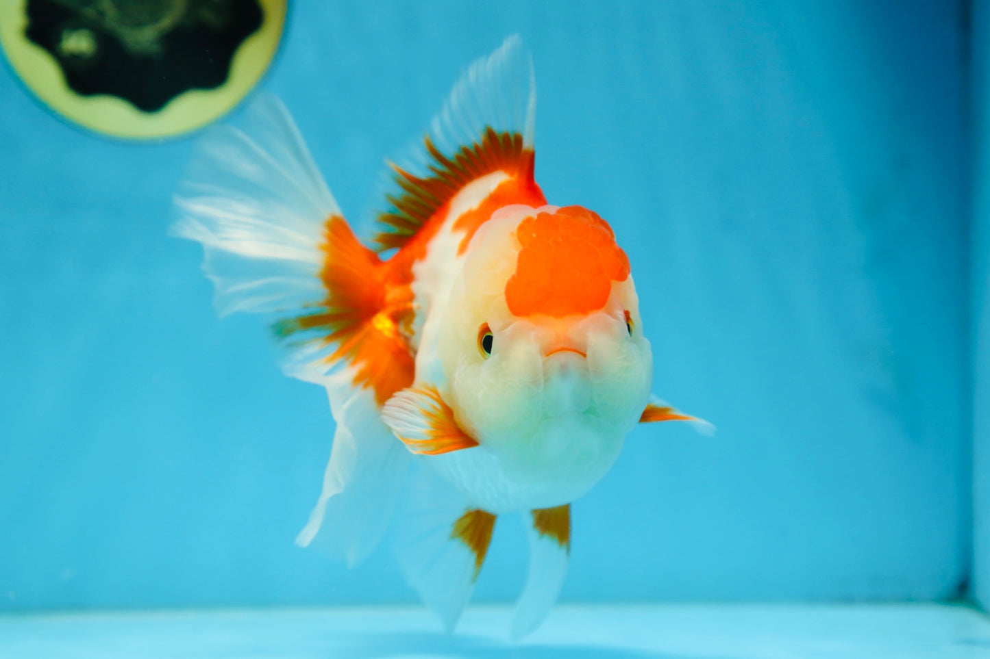 A Grade SUPER CUTE Red White Oranda Female 6 inches #082925OR_10