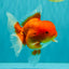 A Grade Red Oranda Male 5.5 inches #070626OR_21