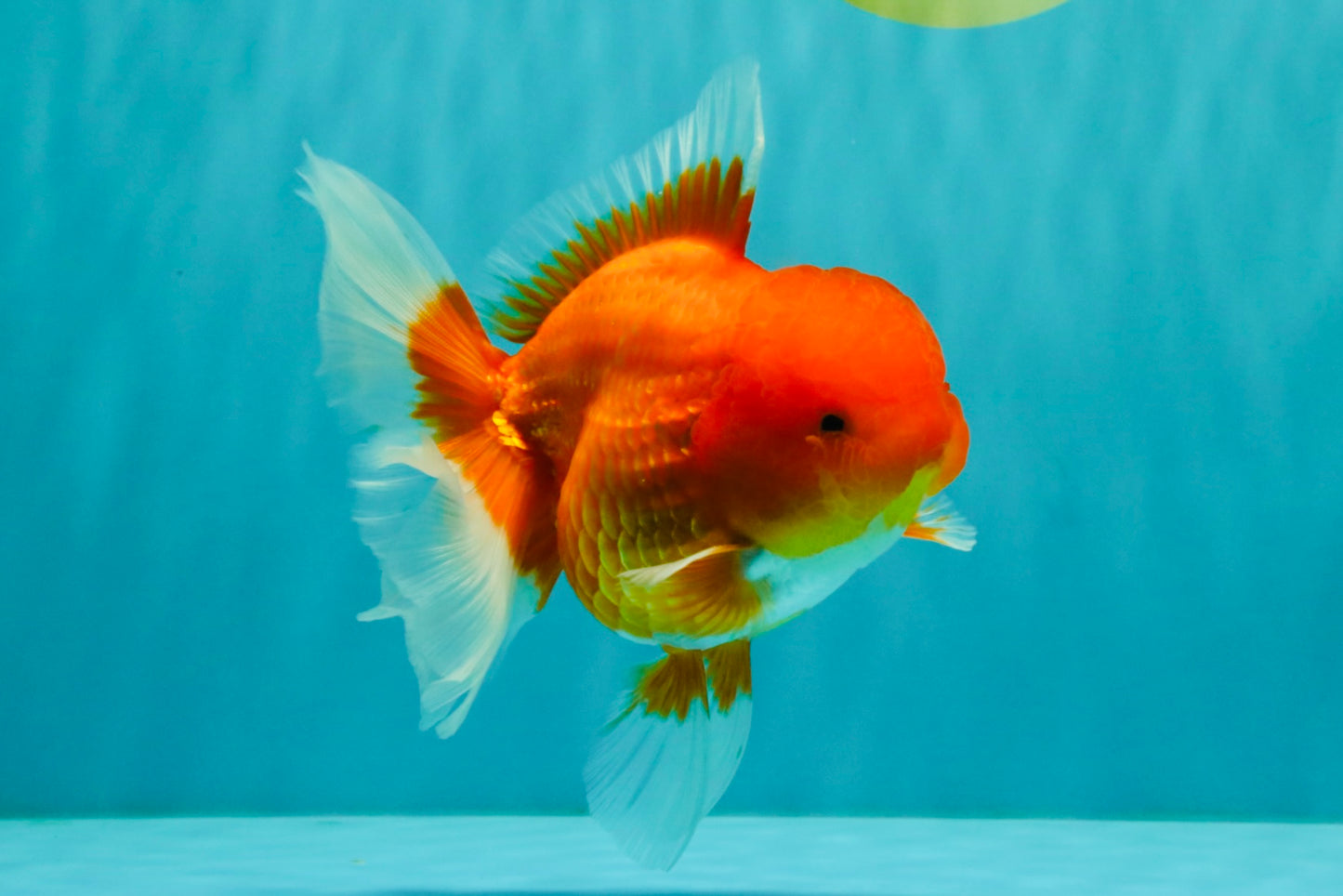 A Grade Red Oranda Male 5.5 inches #070626OR_21