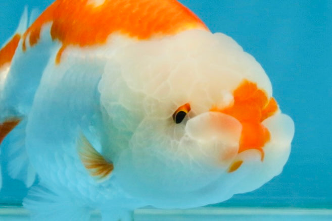 SANTA A Grade Red White LionQueen 4-4.5 inches #120525LC_12