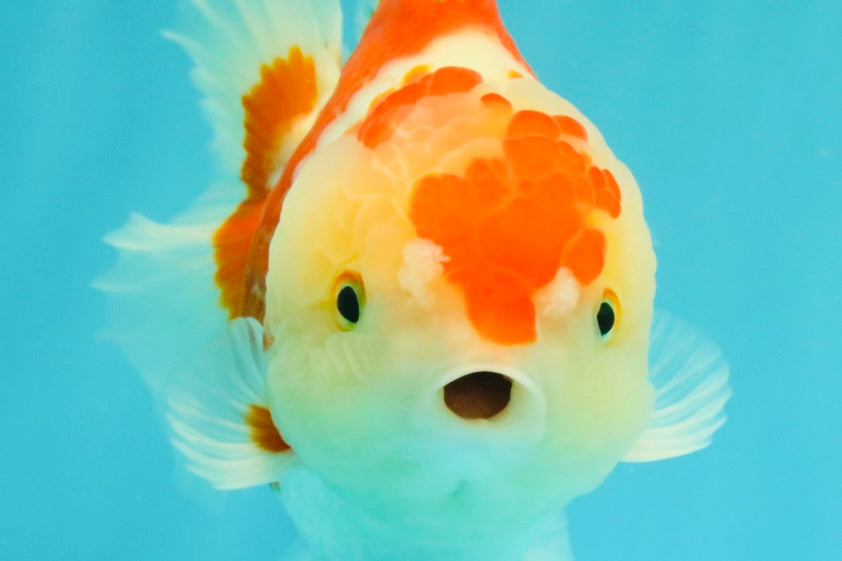 A Grade Red White Yuanbao Female 6 inches #101626YB_30
