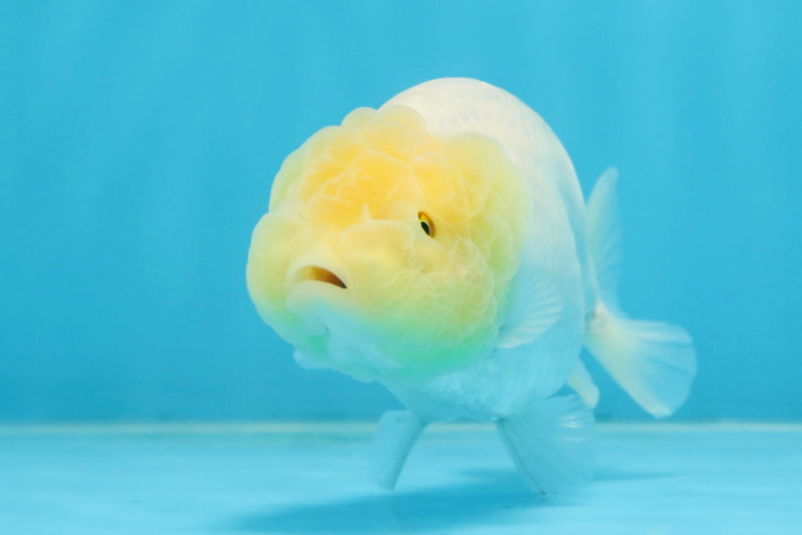 A Grade White LionQueen 4-4.5 inches #102425LC_12