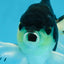 Fluffy Tail Panda Oranda Male 5.5 inches #072525OR_12