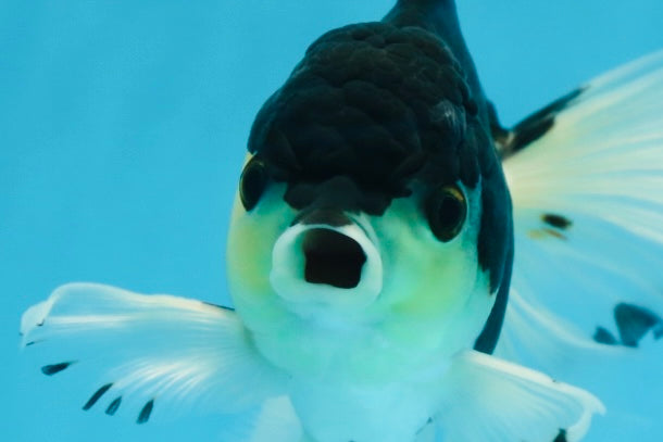 Fluffy Tail Panda Oranda Male 5.5 inches #072525OR_12