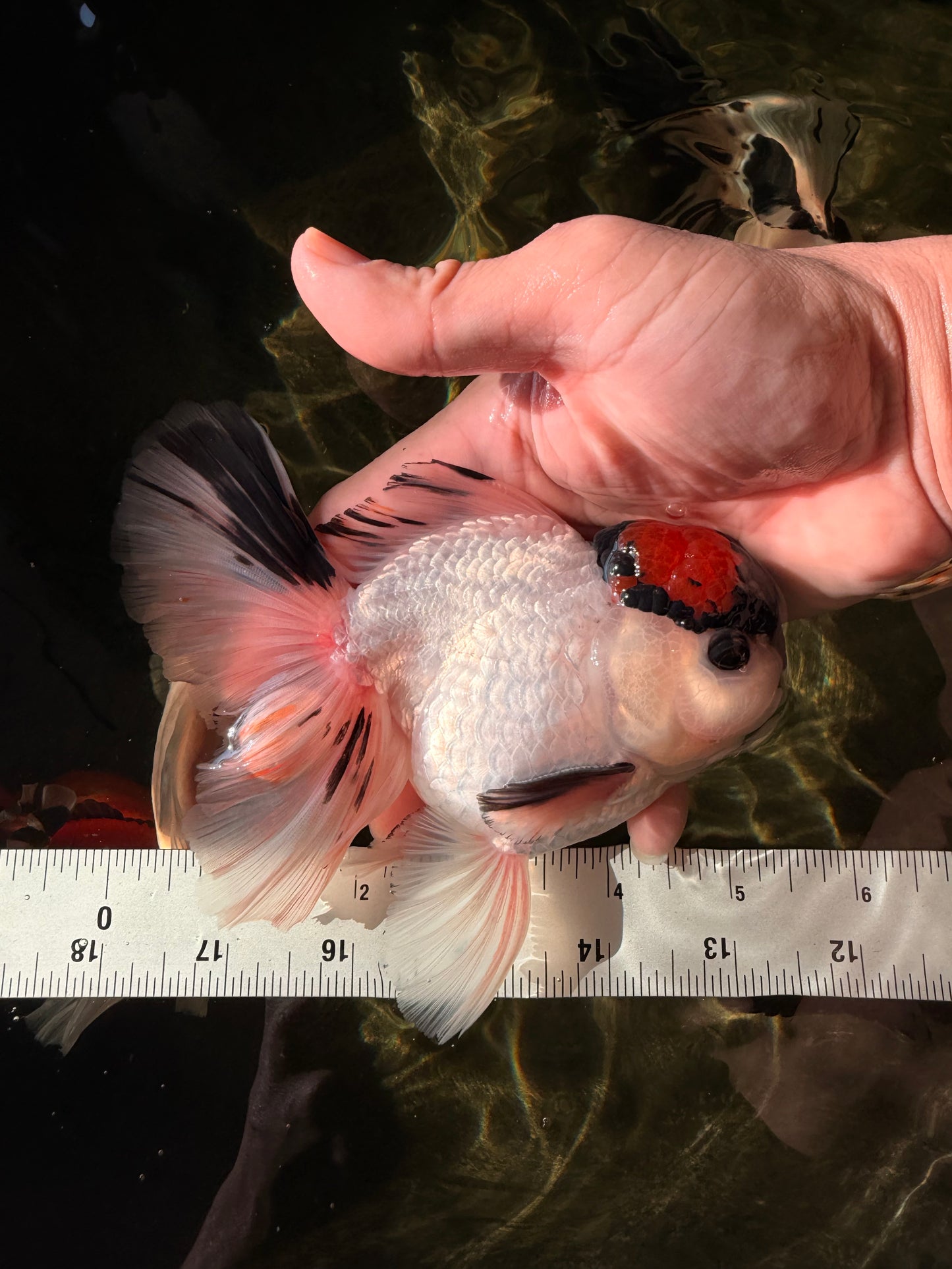 A Grade Tricolor Oranda Male 5.5 inches #030626OR_21