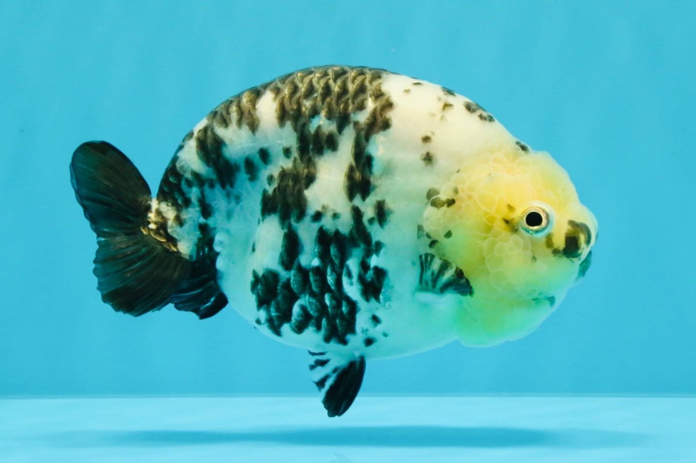 A Grade Cow Chinese Ranchu Female 5-5.5 inches #022726RC_20