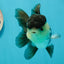 A Grade Panda Oranda Male 4.5-5 inches #1004OR_37