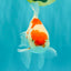 A Grade Red White Oranda Female 5.5 inches #061926OR_15