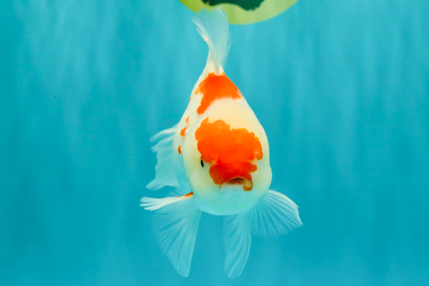 A Grade Red White Oranda Female 5.5 inches #061926OR_15