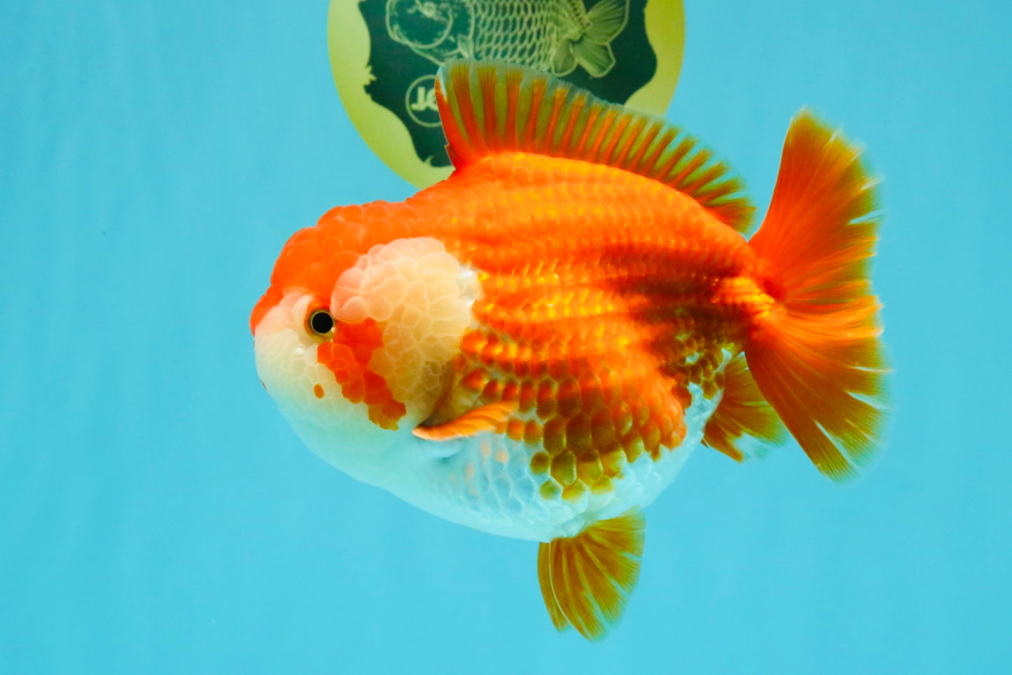 CHONKY AAA Grade Red White Yuanbao Female 6-6.5 inches #032026YB_25