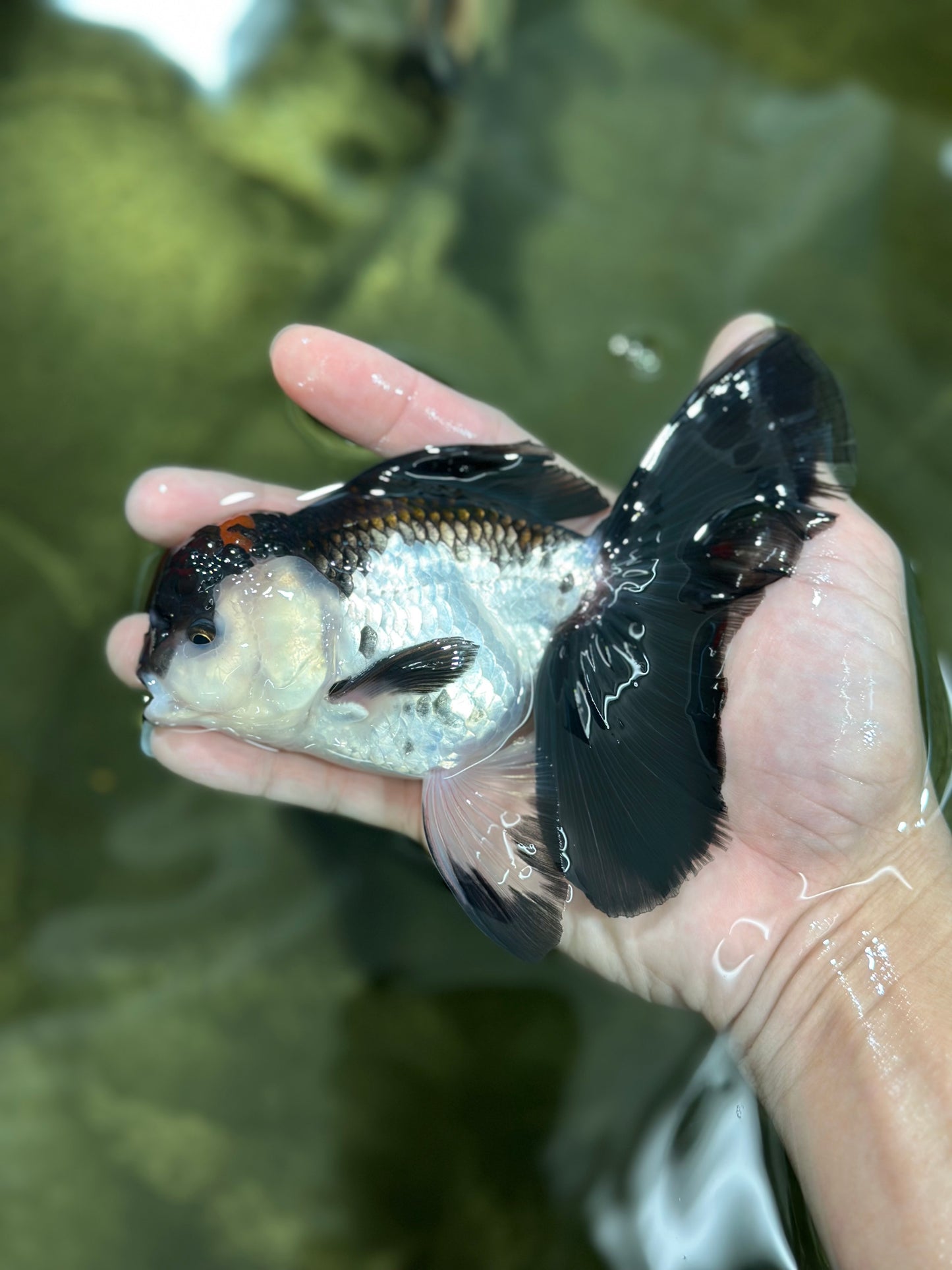 A Grade Tricolor Oranda Male 5-5.5 inches #010325OR_12