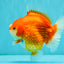 CHONKY AAA Grade Red White Yuanbao Female 5-5.5 inches #080726YB_23