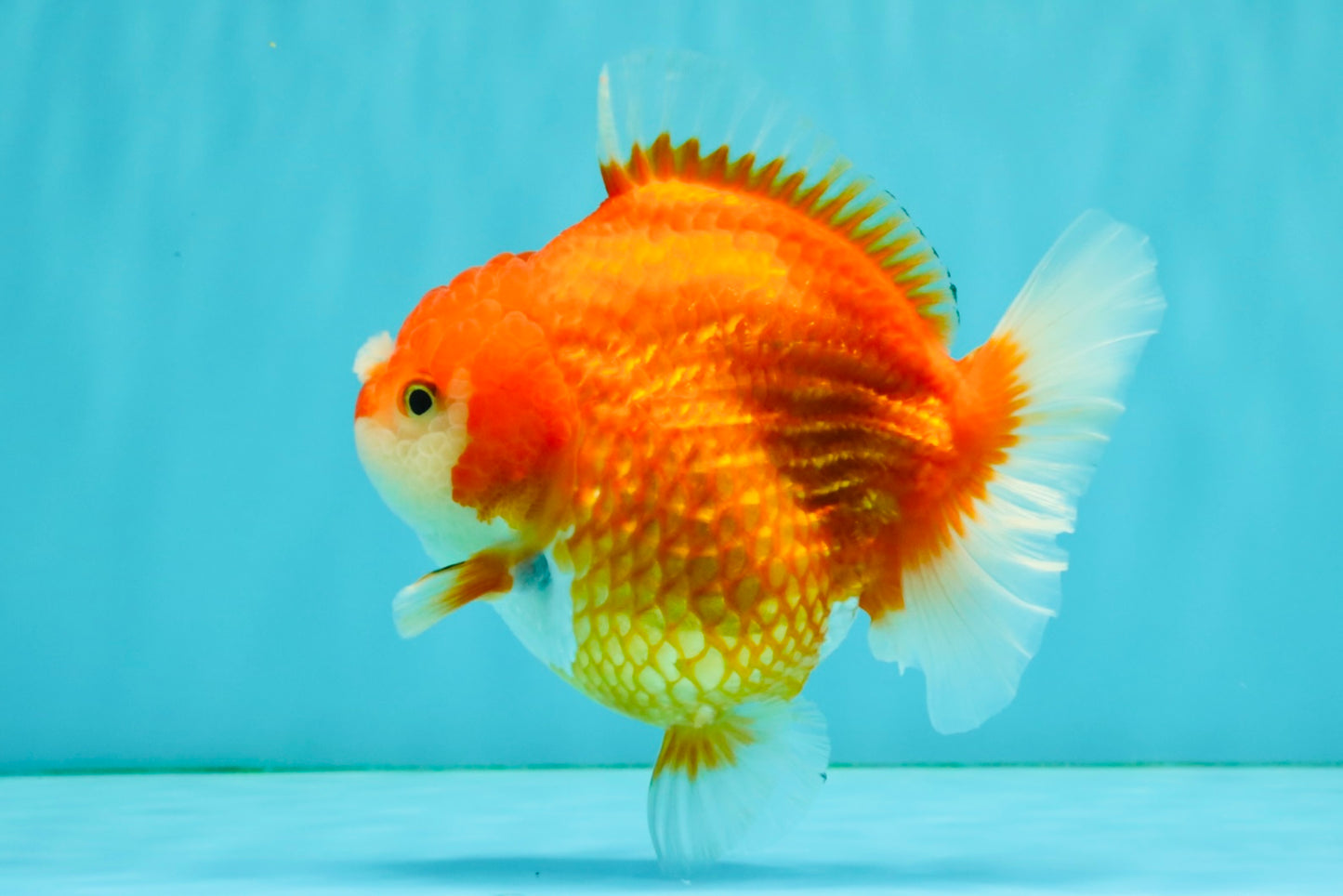 CHONKY AAA Grade Red White Yuanbao Female 5-5.5 inches #080726YB_23