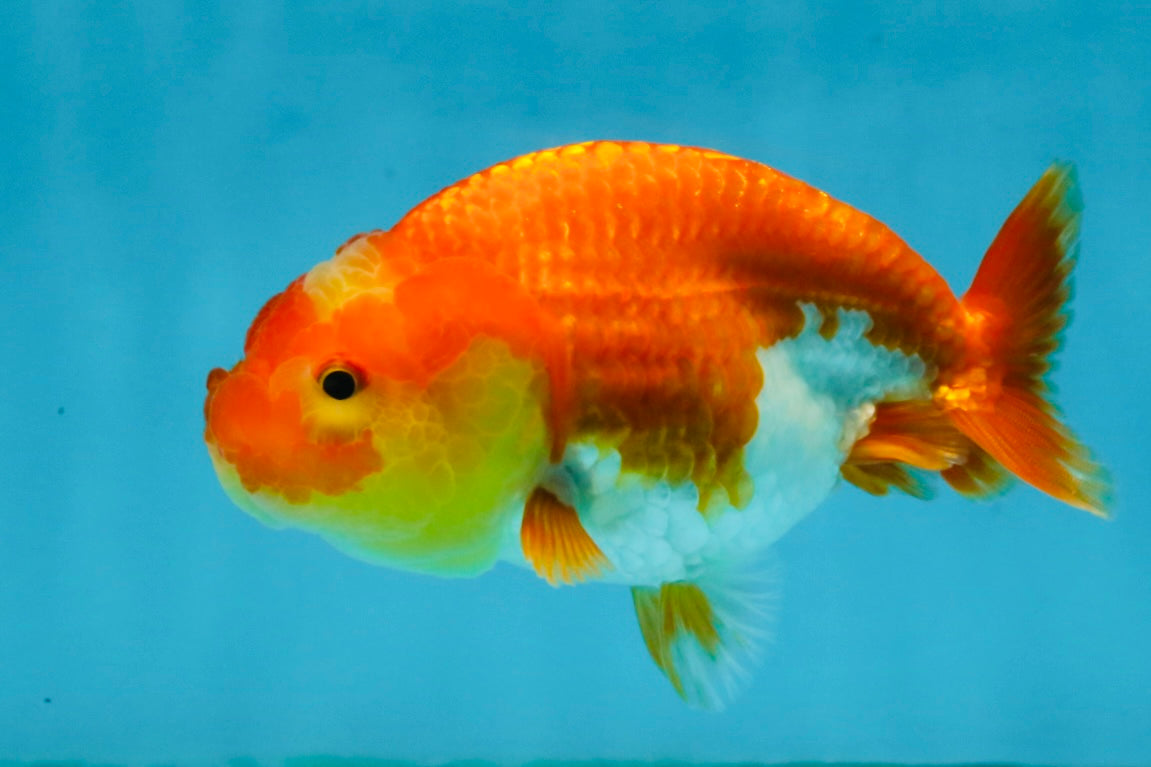 Red White Lionchu Female 4-4.5  inches #121225LC_12